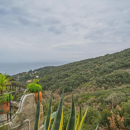 Straccoligno